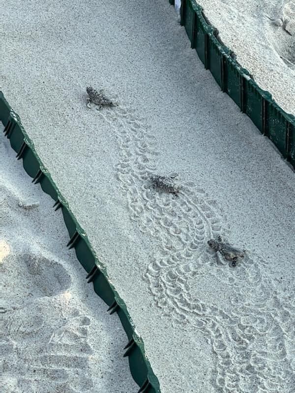 Officials in Carteret County, beyond report sea turtle nesting above average this year